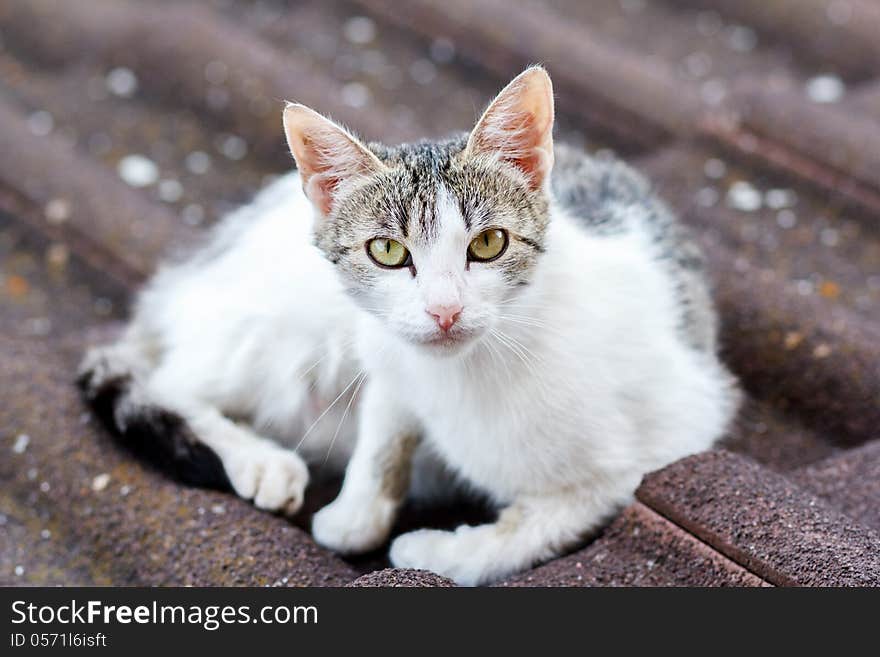 Close up front view of cat on tile roof with shallow focus