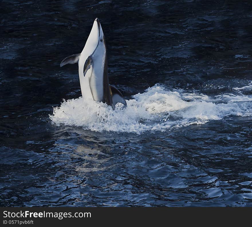 Pacific white-sided dolphin doing a trick. Pacific white-sided dolphin doing a trick