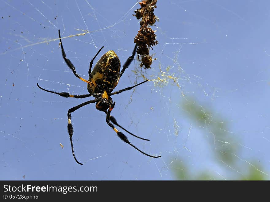 Spider on her wab