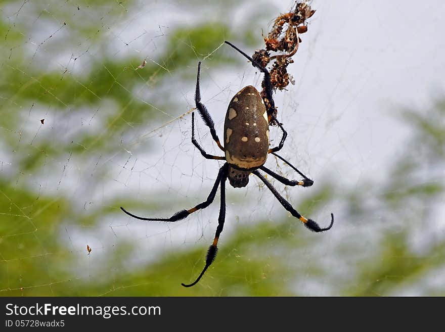 Spider on her wab