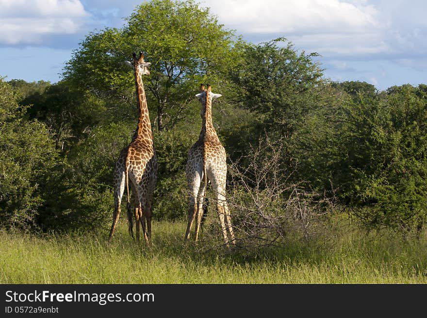 Giraffes feed themselves from the high tree in the African savanna of South African Game Reserve of Mala Mala. Giraffes feed themselves from the high tree in the African savanna of South African Game Reserve of Mala Mala