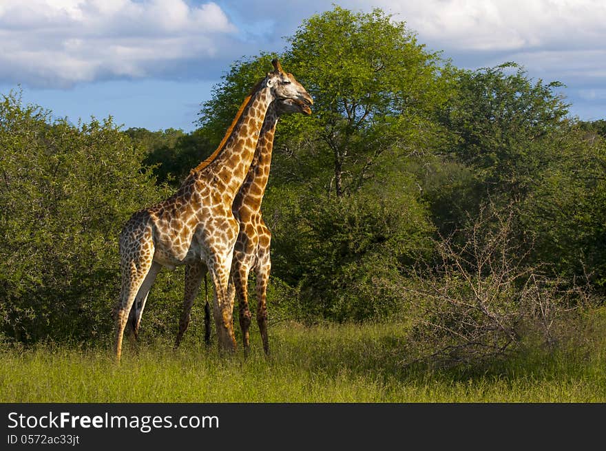 Giraffes wonder freely in the African savanna of South African Game Reserve of Mala Mala. Giraffes wonder freely in the African savanna of South African Game Reserve of Mala Mala