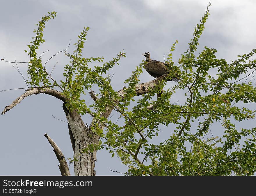 Vulture alighted on a branch. Vulture alighted on a branch.