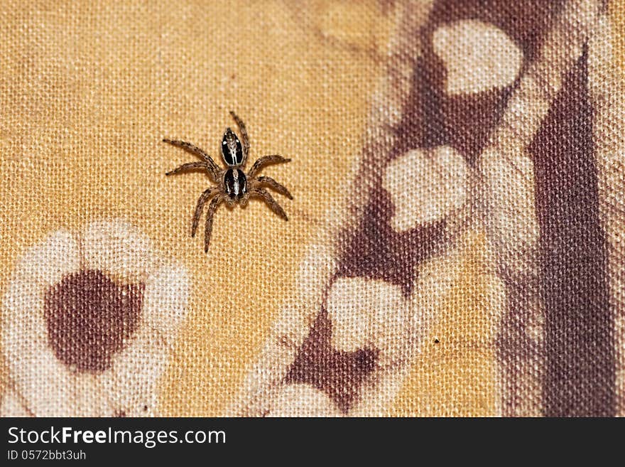 Jumping Spider