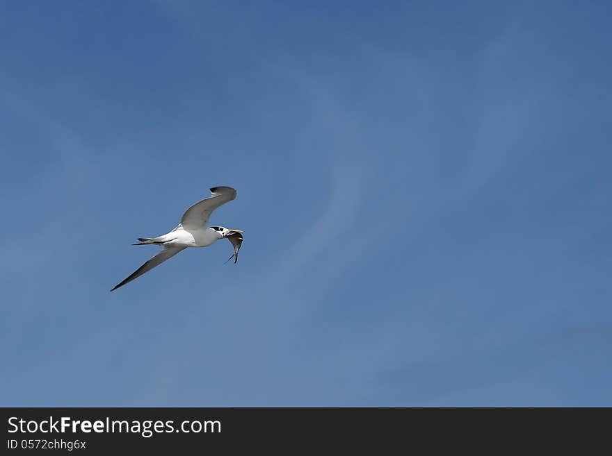 Tern and her pray