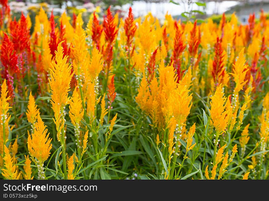 Closeup of a cockscomb flower (Celosia Cristata) in a garden. Closeup of a cockscomb flower (Celosia Cristata) in a garden