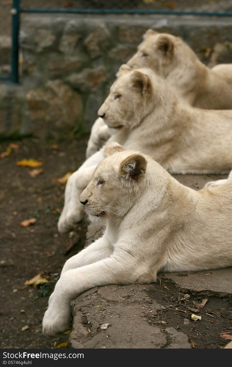 White lion is the king of animals