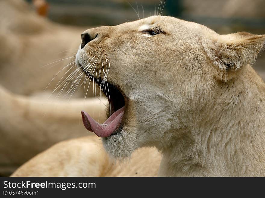 White lion is the king of animals