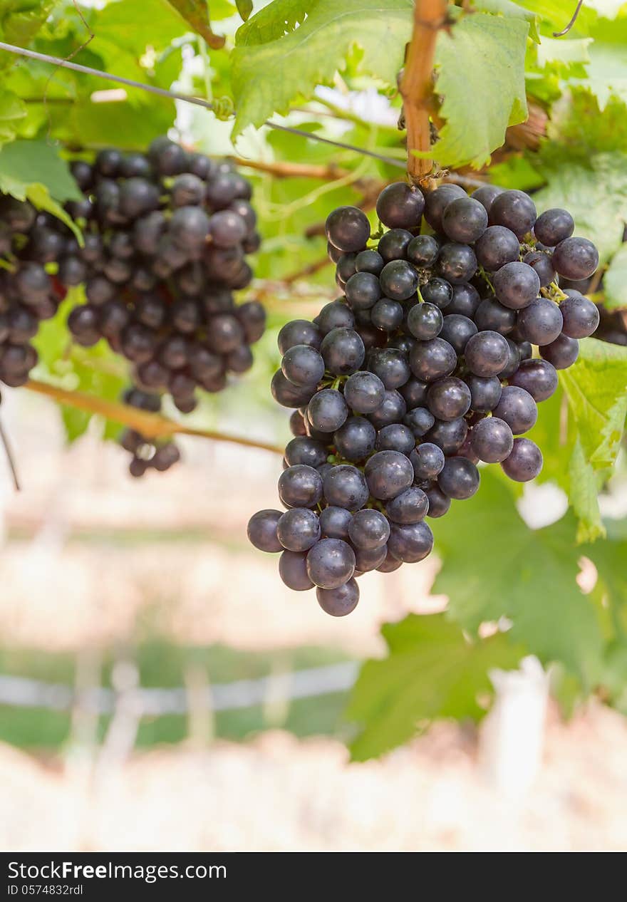 Red Grapes on the vine