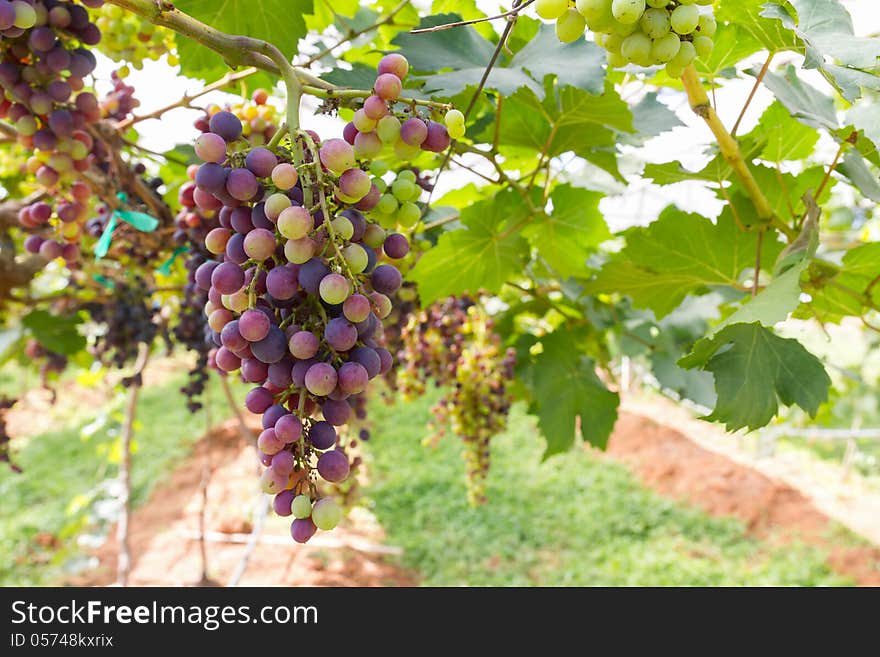 Red Grapes on the vine