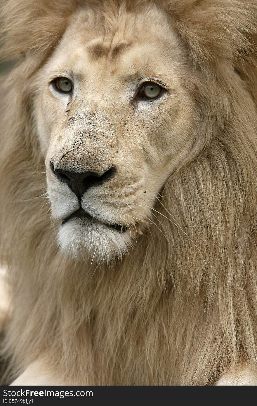 White Lion