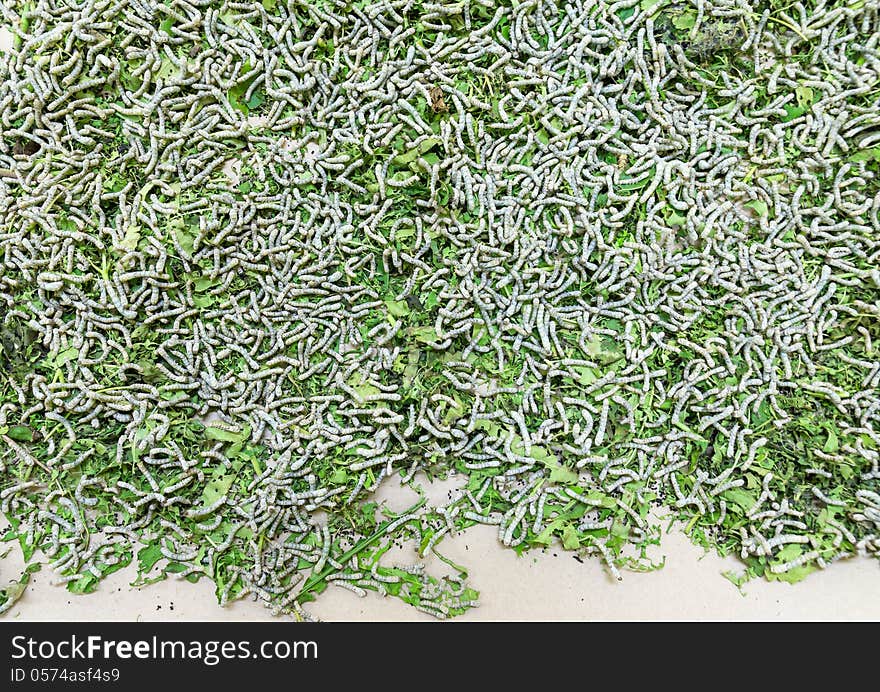 Close up Silkworm eating mulberry green leaf