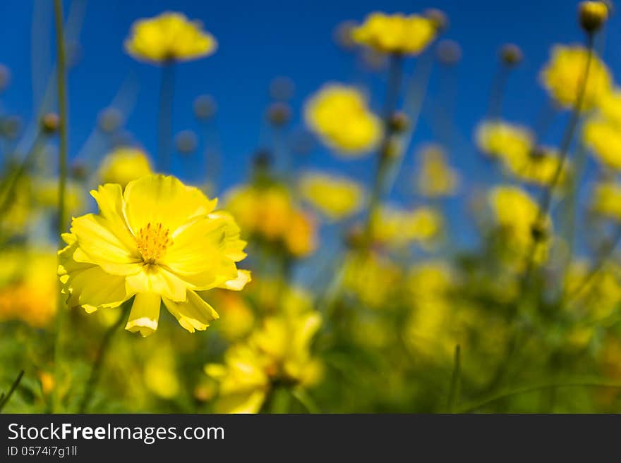 Field of Yellow cosmos flowers in Thailand