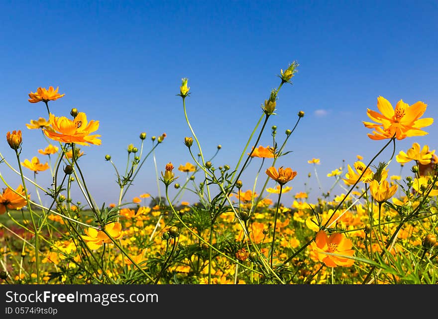 Yellow Cosmos Flowers