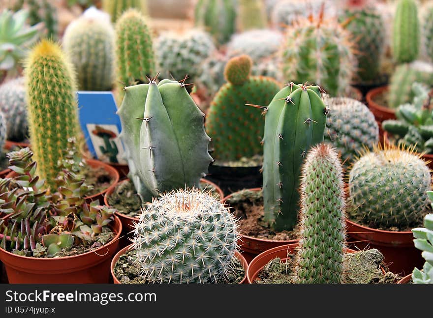 Collection of green cactus and succulents for sale. Collection of green cactus and succulents for sale