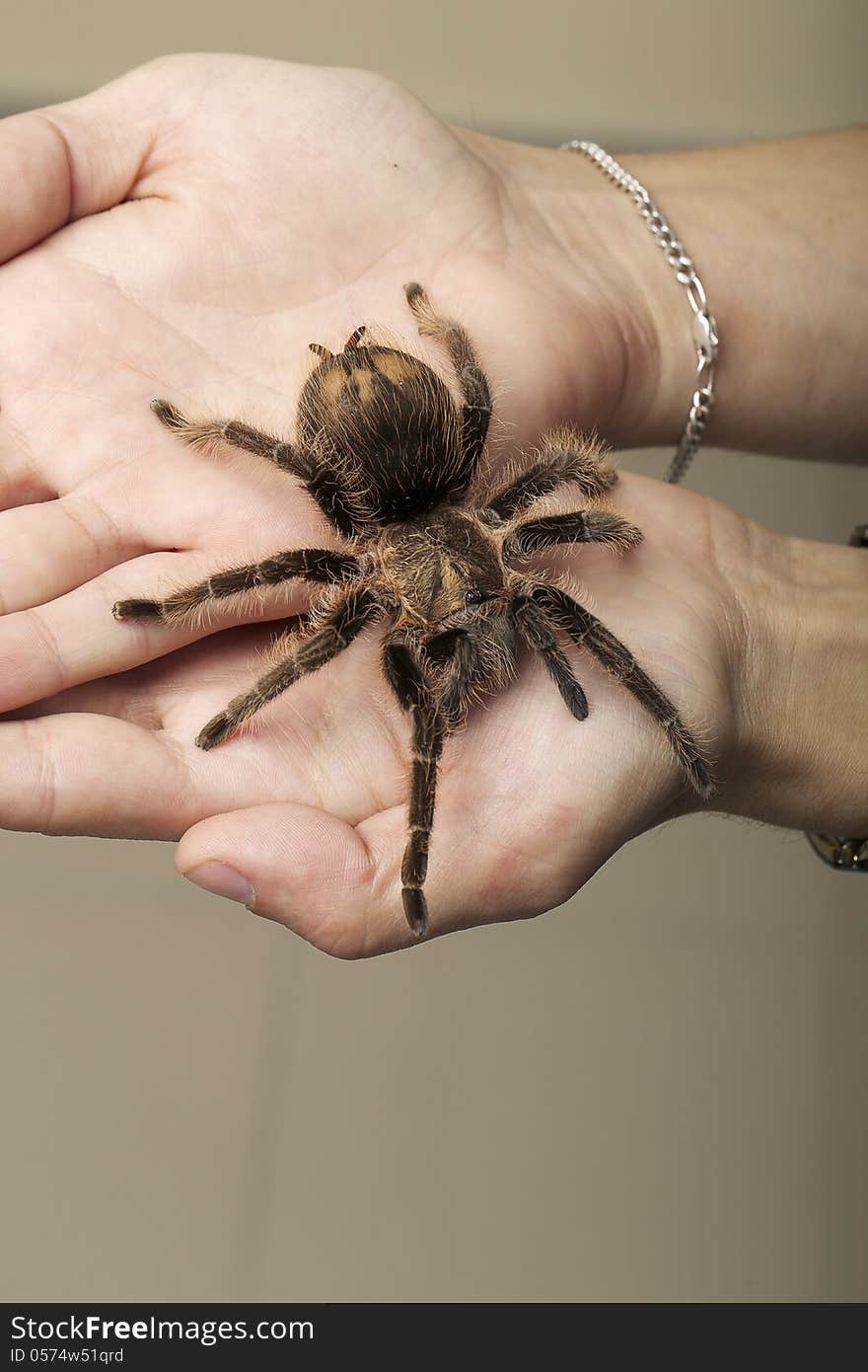 Wild Brown Spider on woman's arms. Wild Brown Spider on woman's arms