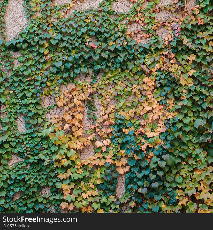 Close up stone wall texture with grapevine. Close up stone wall texture with grapevine