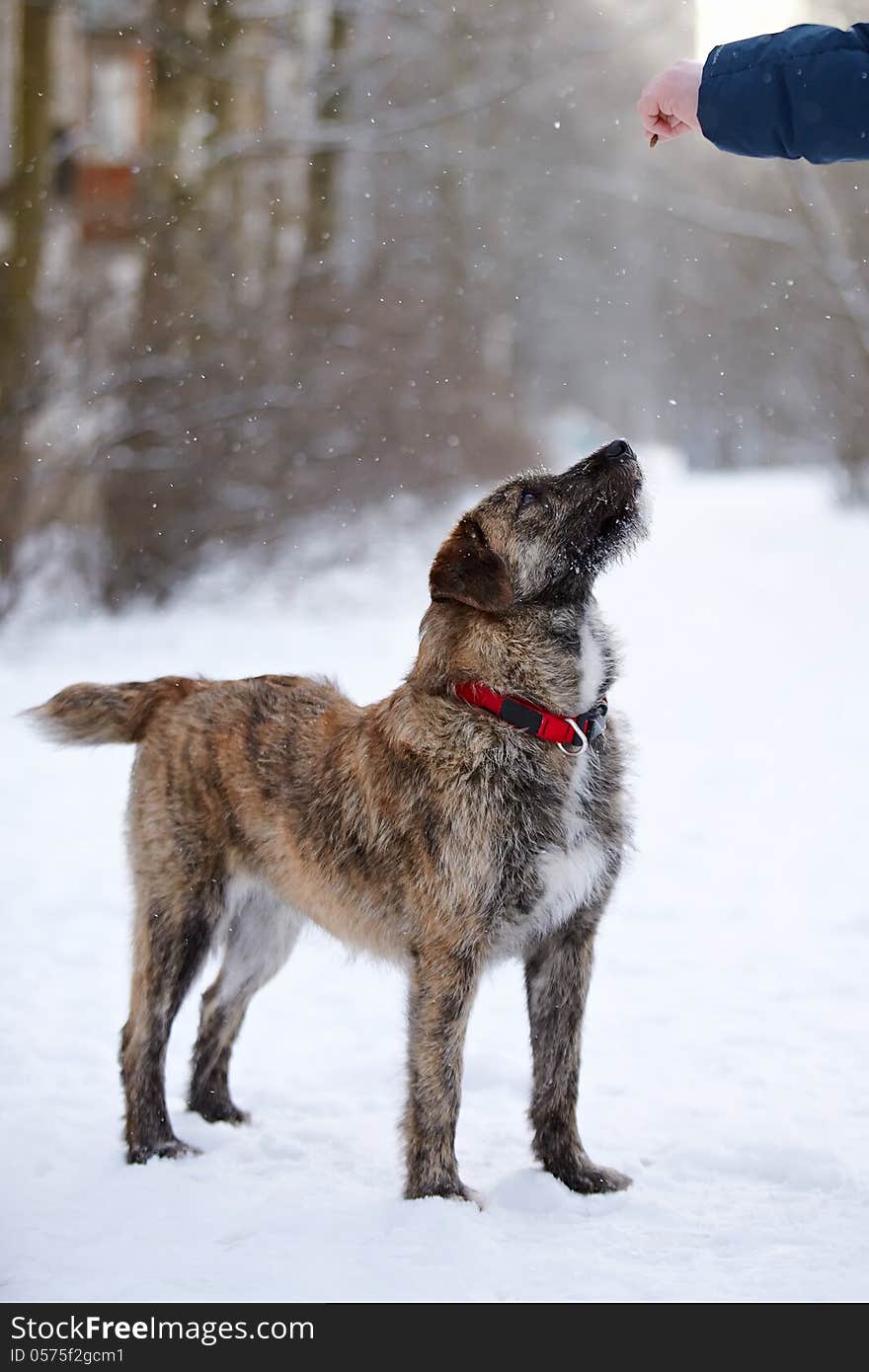 Portrait of a shaggy dog/