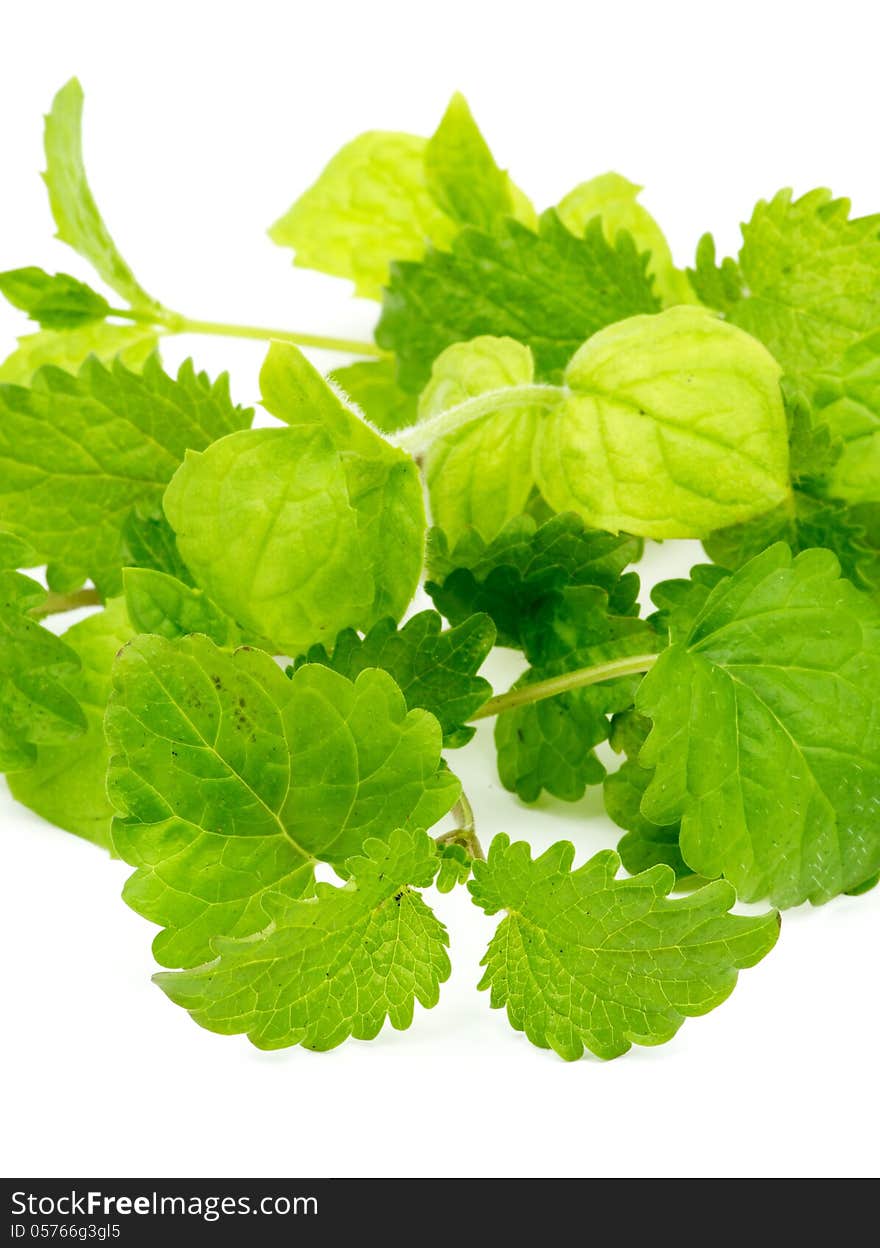 Fresh Leafs of Mint and Lemon Balm closeup isolated on white background