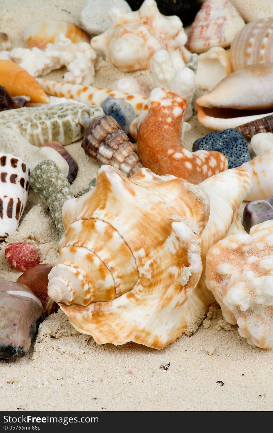 Shell Background and Conch Sea Shell on Sand closeup