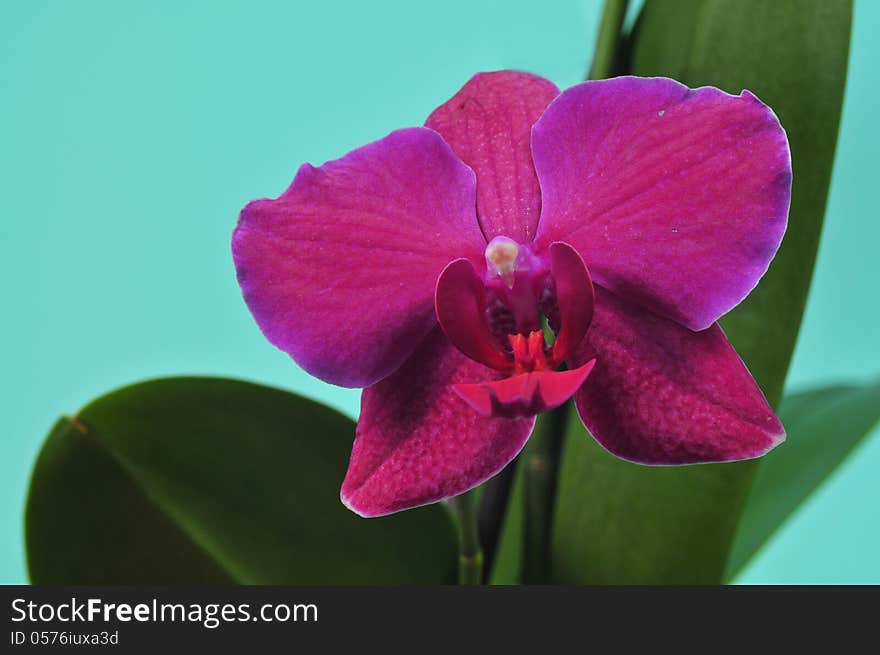 Orchid With A Red Flower