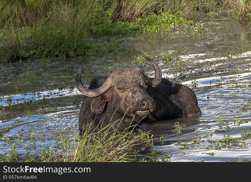 African Buffalo in the Sand River  in Africa