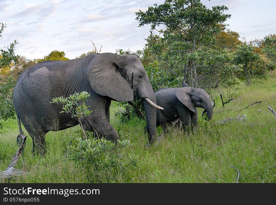 African Elephant and its cub calmly feed themselves in the Malamala Game Reserve in South Africa. African Elephant and its cub calmly feed themselves in the Malamala Game Reserve in South Africa