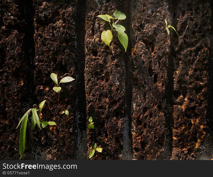 Texture of old stone wall and green plants