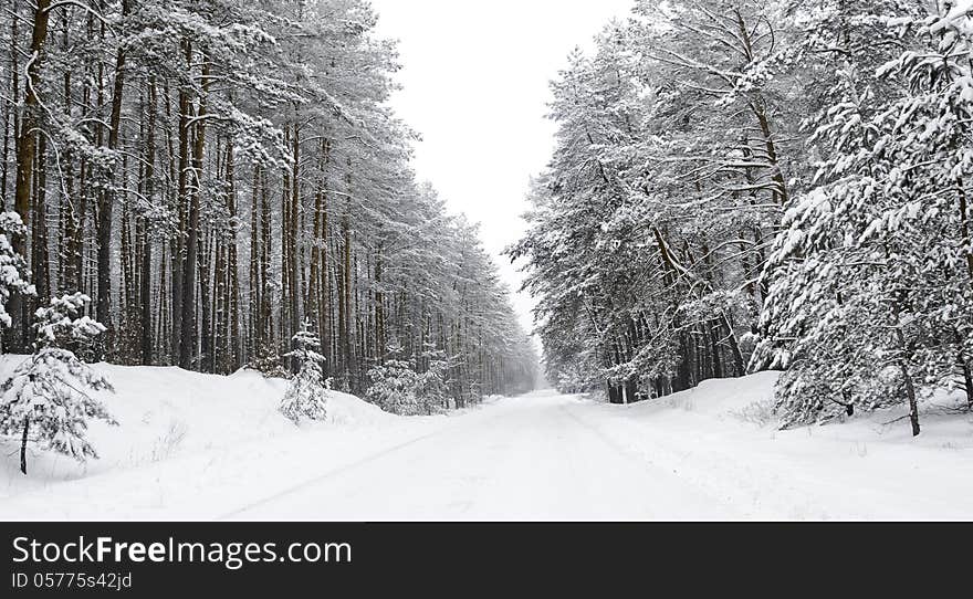 The road in the winter forest