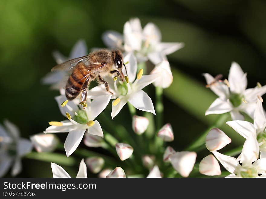 Bee On Flower