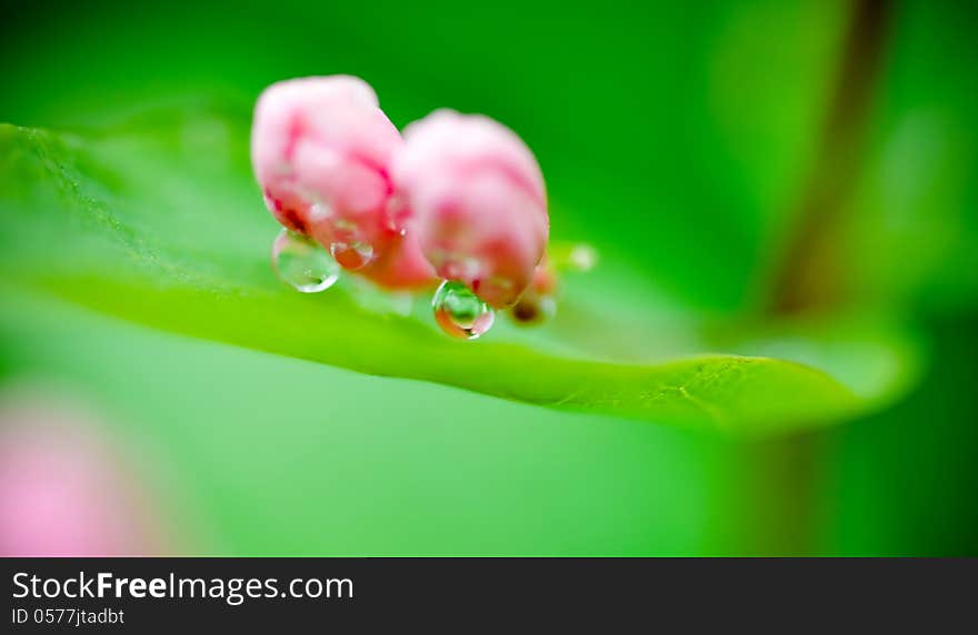 The green leaves of the big pink flower buds. The green leaves of the big pink flower buds