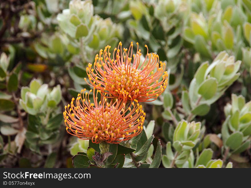 A Nodding Pincushion (Leucospermum cordifolium 'Eclipse') protea, South Africa