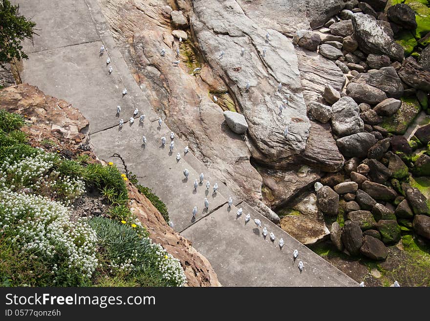 Group of seagulls in Bondi beach, Sydney. Group of seagulls in Bondi beach, Sydney.