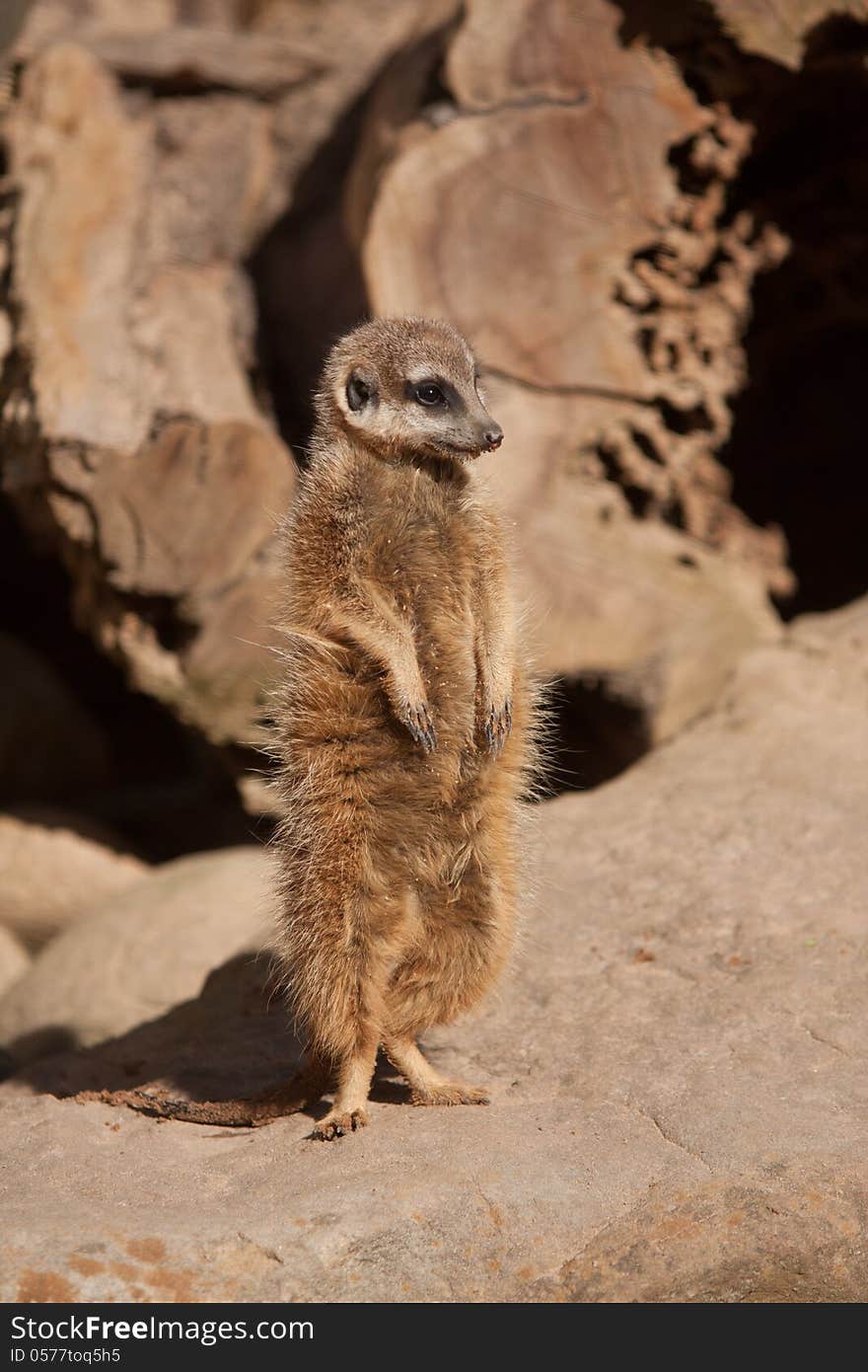 Meerkat in Taroonga zoo, Sydney.