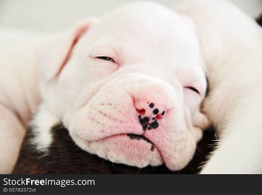 A close up photograph of an adorable little newborn pure white boxer pup that is just opening his eyes. The very cute baby puppy dog is only two weeks old. White Boxer dogs are almost impossible to obtain as alot of breeders have tried to expel the white color from the breed altogether. A close up photograph of an adorable little newborn pure white boxer pup that is just opening his eyes. The very cute baby puppy dog is only two weeks old. White Boxer dogs are almost impossible to obtain as alot of breeders have tried to expel the white color from the breed altogether.