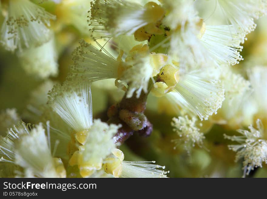 A very close photo of some blossoming plants on a tree. A very close photo of some blossoming plants on a tree