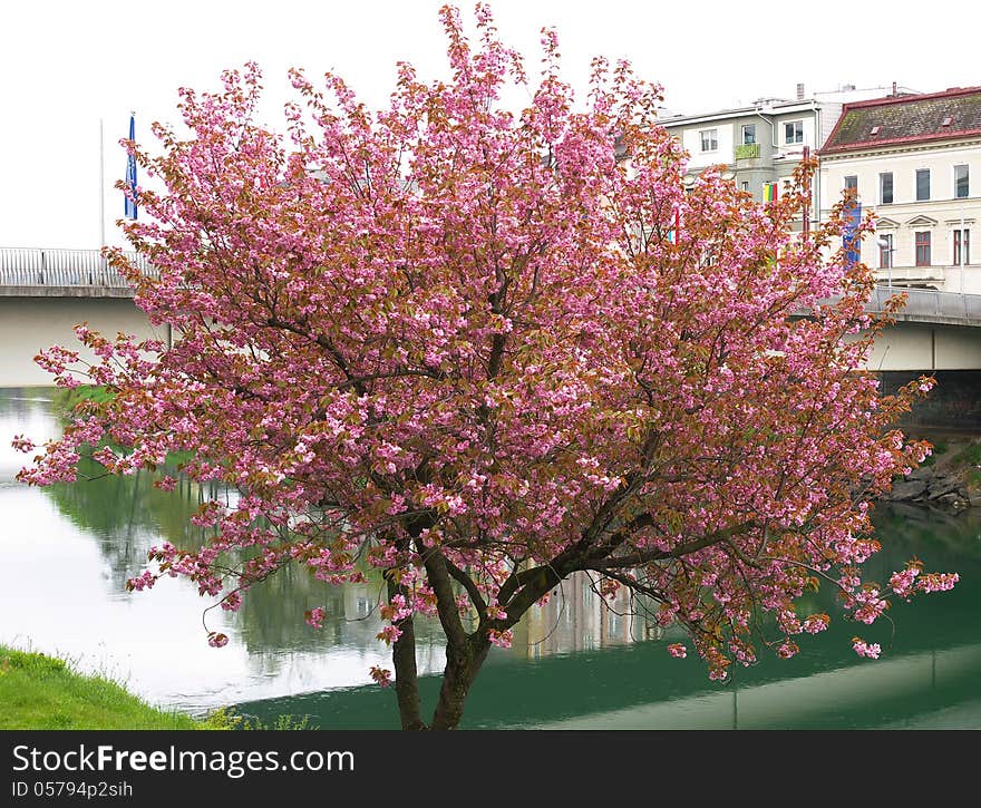 Single blossoming tree in the urban landscape. Single blossoming tree in the urban landscape.