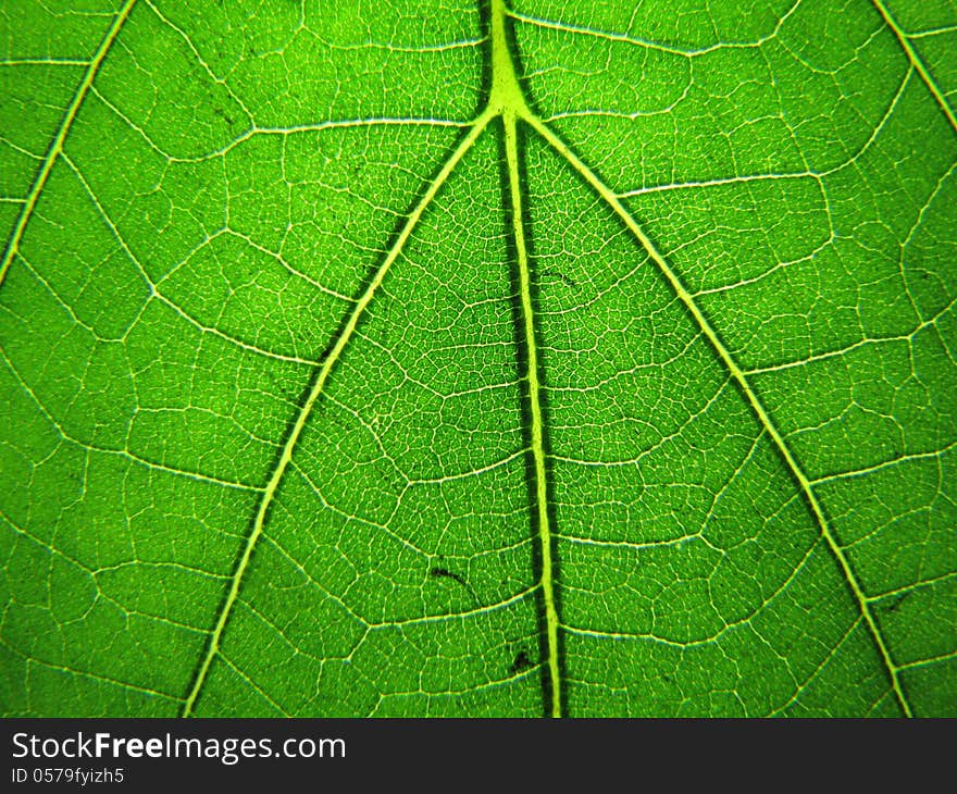 Macro shot of green leaf texture