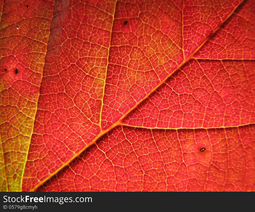 Macro shot of blackberry leaf in autumn colors. Macro shot of blackberry leaf in autumn colors