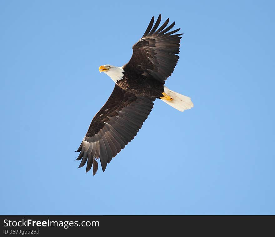 Bald eagle in flight in Idaho with a blue sky background. Bald eagle in flight in Idaho with a blue sky background