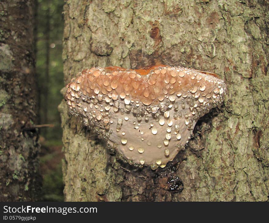 Bracket Fungi