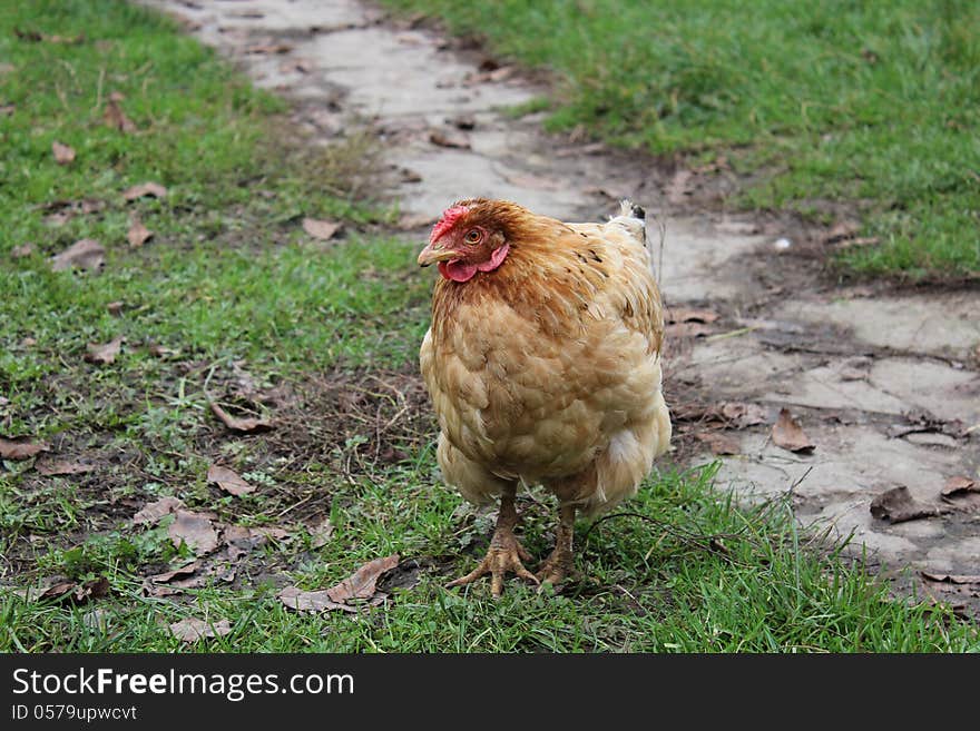 Photo red cocks, chicken photo