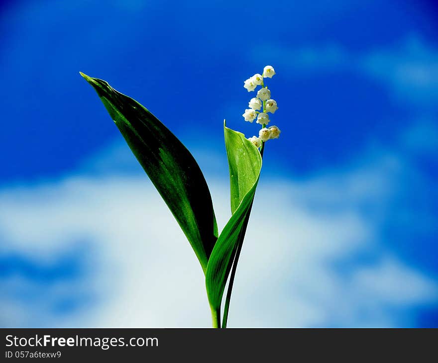 Forest lily of the valley