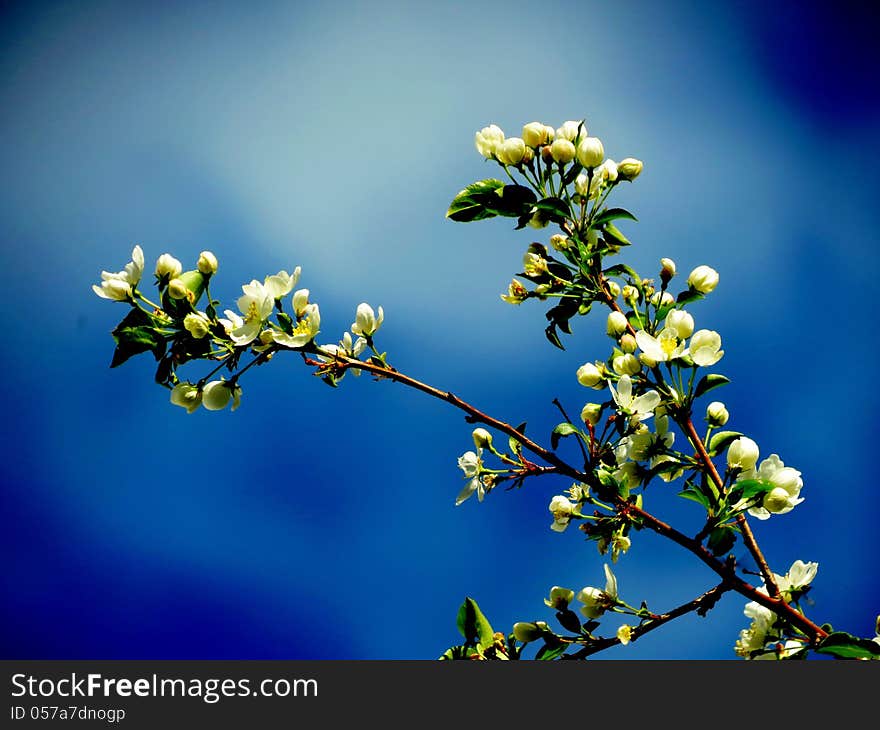 Apple-tree branch