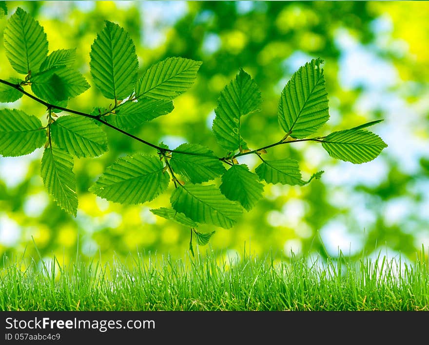 Natural green grass background with selective focus bokeh lights. Natural green grass background with selective focus bokeh lights