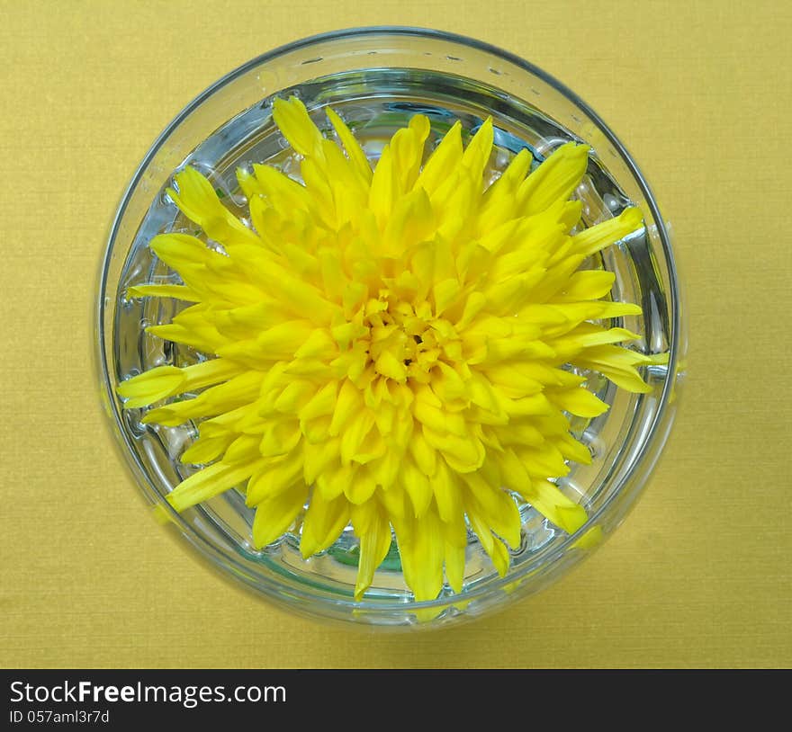 Yellow chrysanthemum in glass