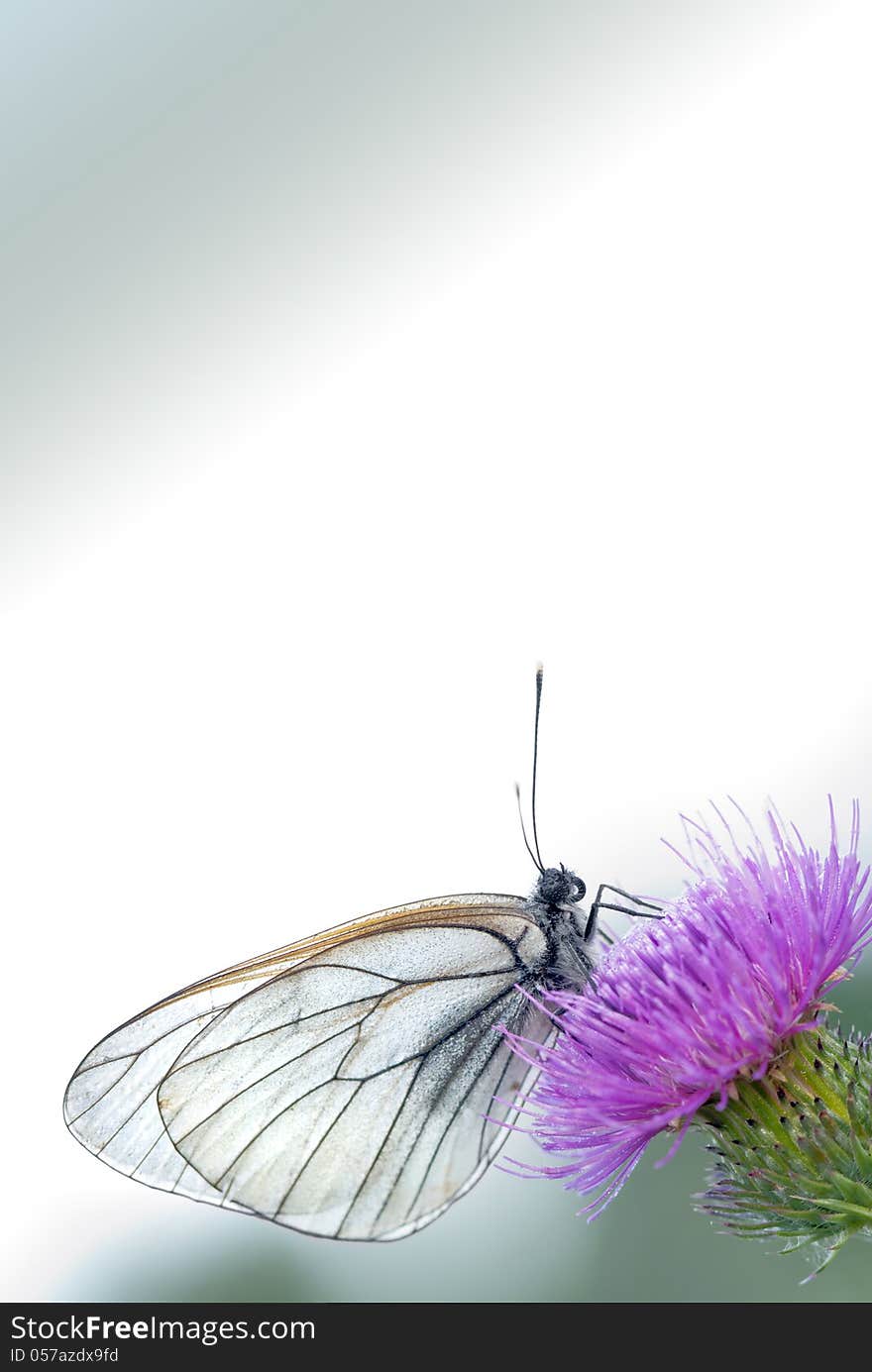 Black-veined white