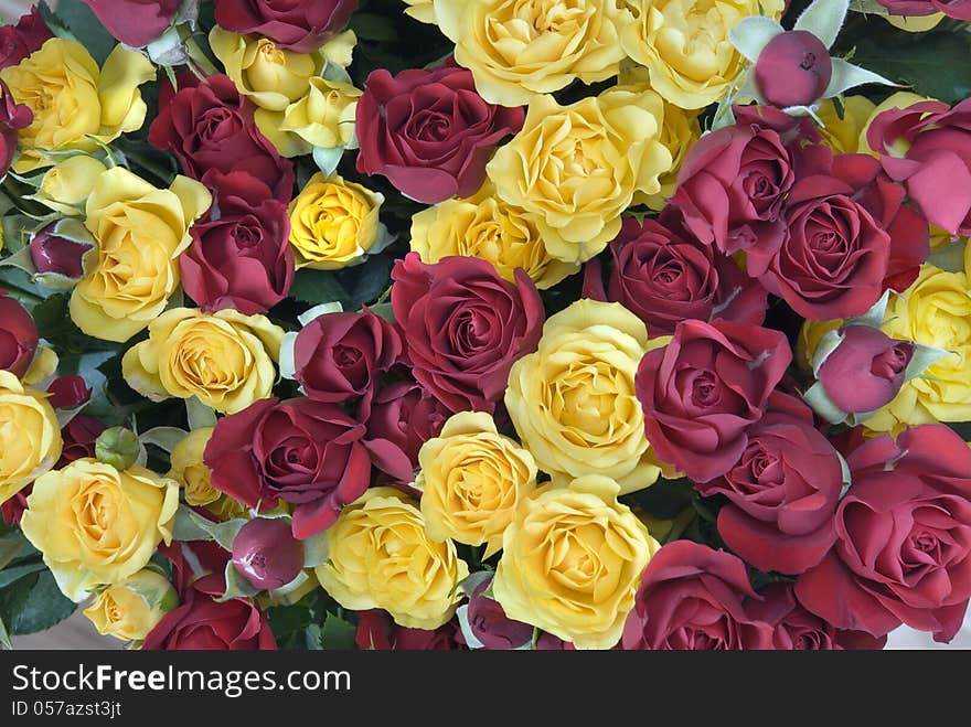 Background of yellow and red roses. Background of yellow and red roses