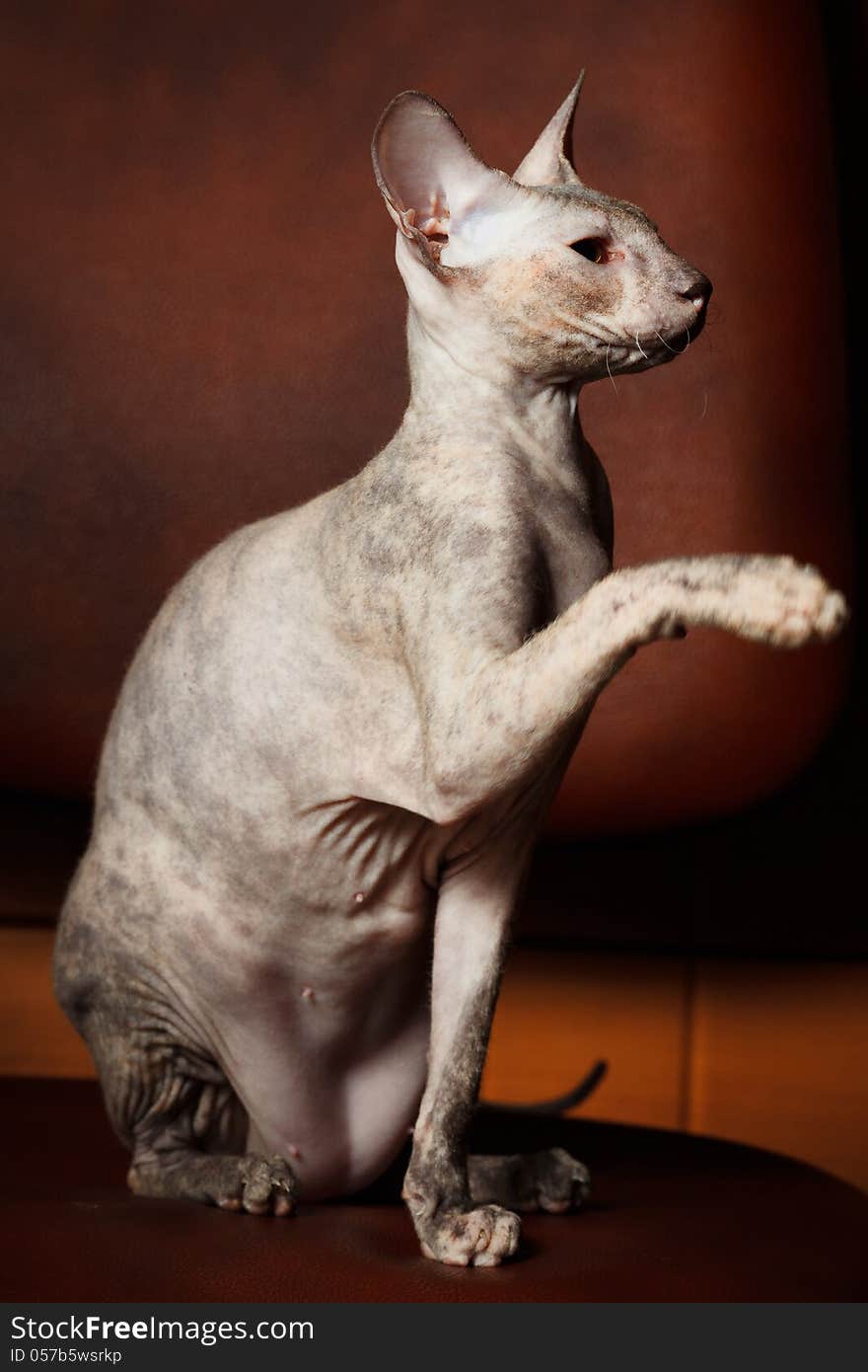 Sphynx Cat