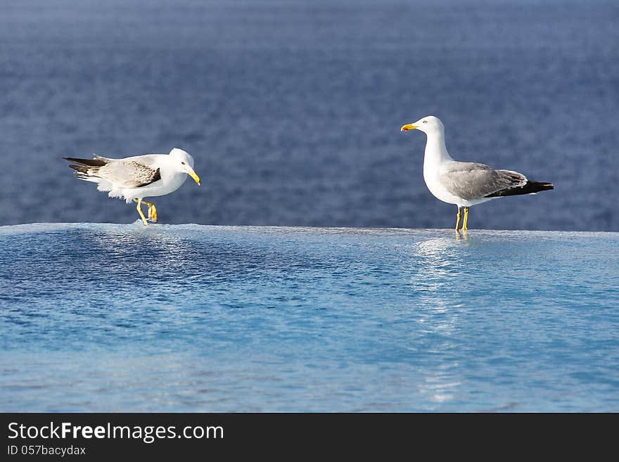 Two Seagulls On The Edge Of The Infinity Pool With Sea View On The Background